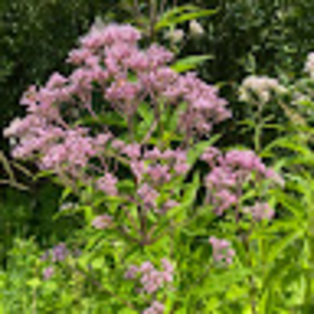 Meet your Posher, Maya